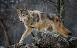 2021 wolf