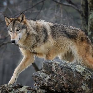 2021 wolf