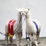 Alpacashow Deurne_zaterdag (158) bew