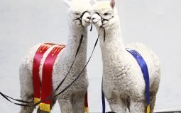 Alpacashow Deurne_zaterdag (158) bew