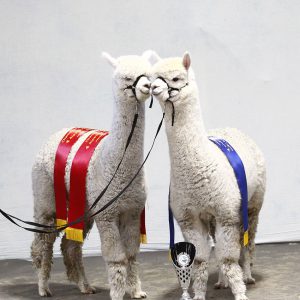 Alpacashow Deurne_zaterdag (158) bew