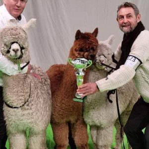 Champion Progeny Male ABR Luciano