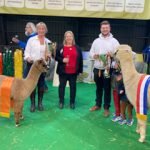 Reserve And Grand Champion