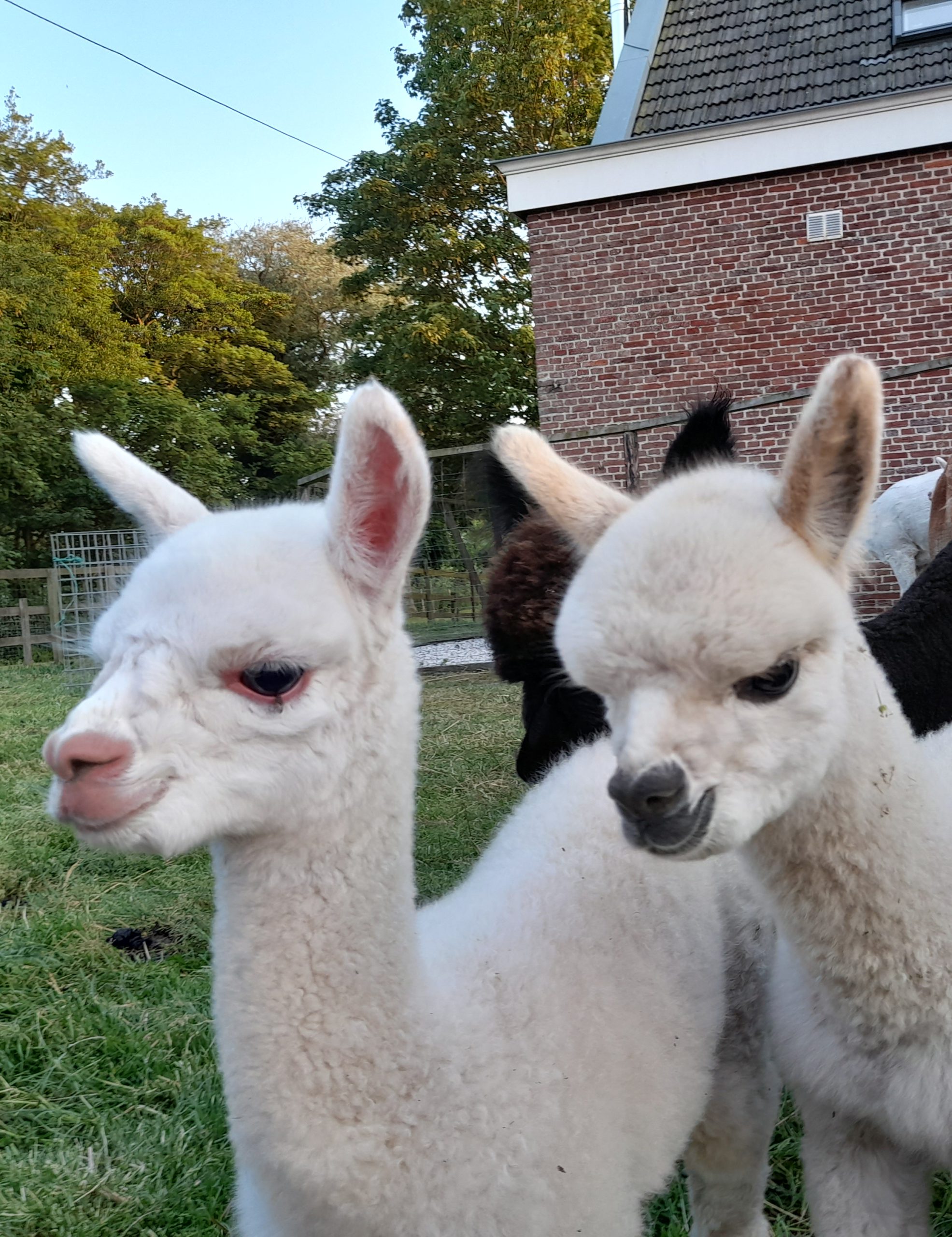 Cria’s