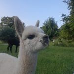 cria snoet