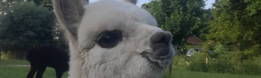 cria snoet