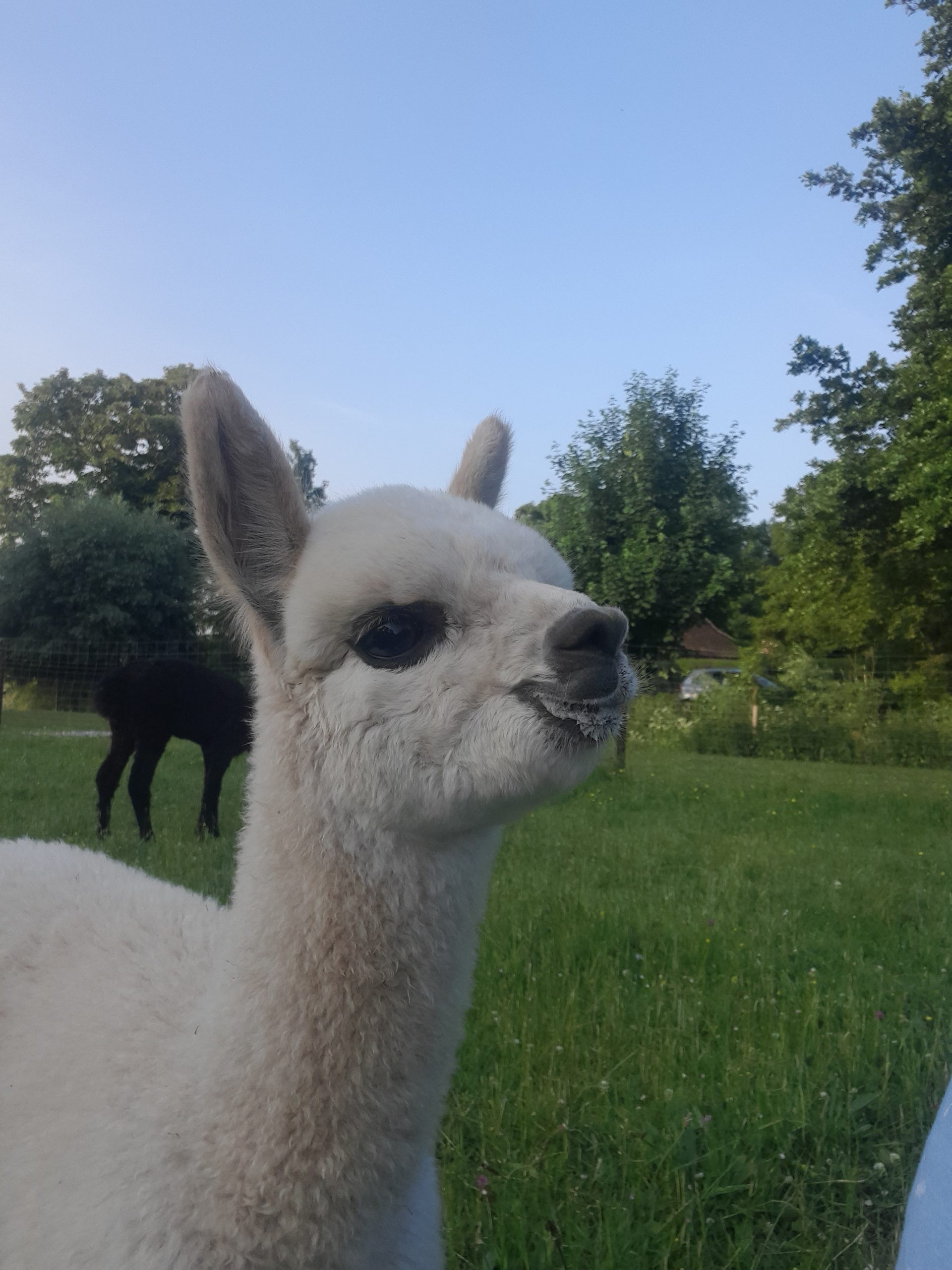 cria snoet