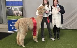 2025 04 Weelde Grand Champion